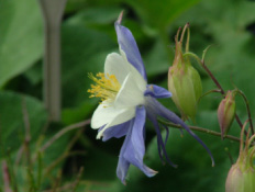 Aquilegia caerulea hybriden Gespoorde akelei bestellen